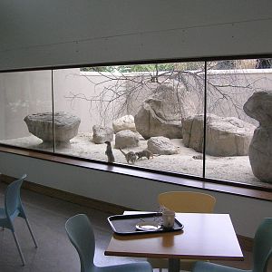 Meerkat enclosure at restaurant Dublin - 07