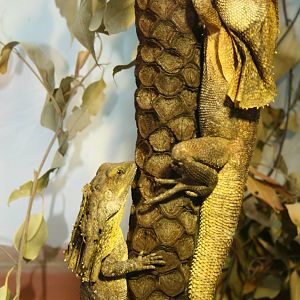 Frilled Necked Lizards. Taronga Zoo. 8/4/2008