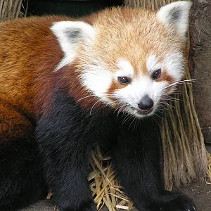 Red panda - Dublin 06
