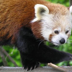 Red panda - Dublin 06
