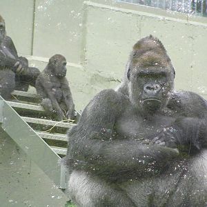 Gorillas - Dublin 06