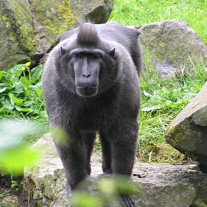 Sulawesi macaque - Dublin 07