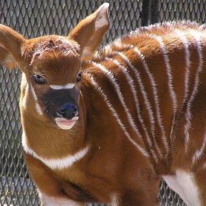 Bongo calf - Belfast 06