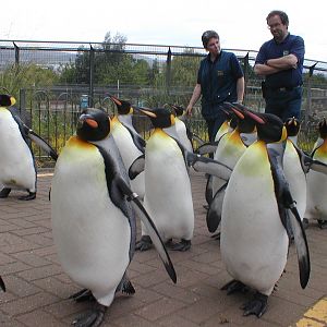 King penguins - Edinburgh zoo 06