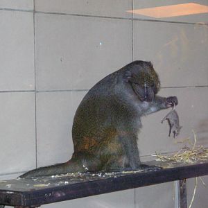 Swamp monkey with mouse - Edinburgh 06