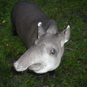 Tapir - Edinburgh 05