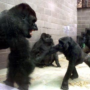 Gorillas - Belfast 2000