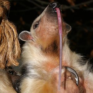 Tamandua - London 06