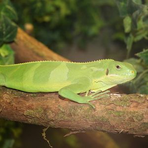 Young Fijian banded iguana - Cotswolds 06