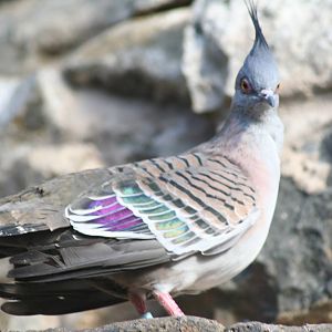 Crested pigeon -Edinburgh 07