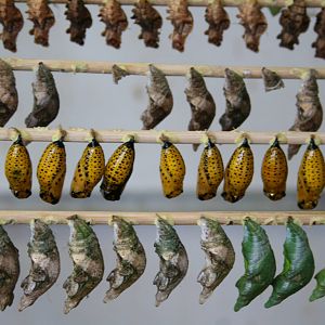 Butterfly pupae - Papillorama 07