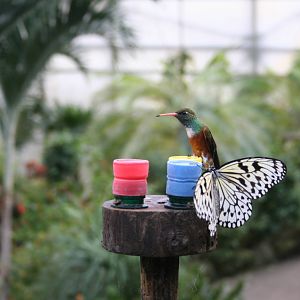 Hummingbird and butterfly -Papillorama 07