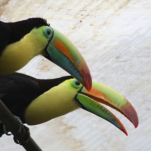 Keel billed toucan - Papillorama 07