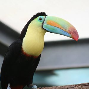 Keel billed toucan - Papillorama 07