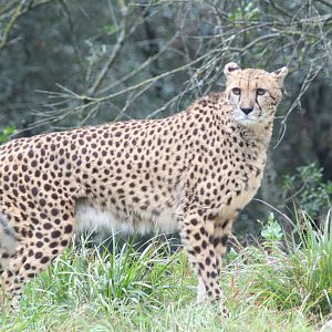 Cheetah - Montpellier 07