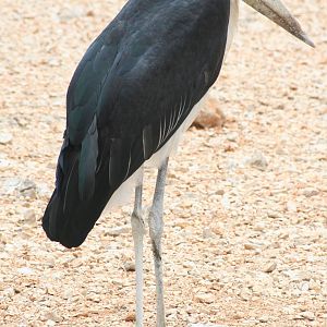 Marabou stork - Montpellier 07