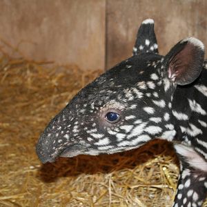 Baby Malayan tapir - Belfast 07