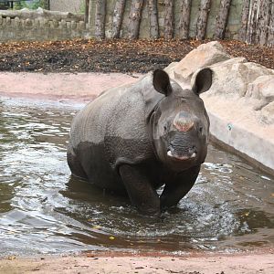 Indian rhino - Edinburgh 07