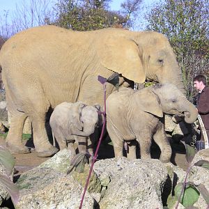 African elephant - Colchester 06