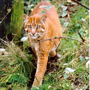 Golden cat - Belfast 06