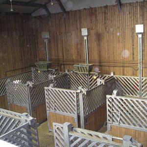 Giraffe stalls - Colchester 05