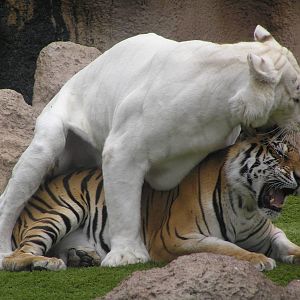 Tigers - Loro parque 07