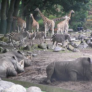 Savanah exhibit - Emmen 06