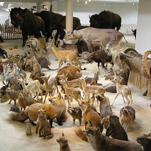 Emmen zoo display 06