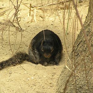 Rock Squirrel (Spermophilus variegatus). Rotterdam 06