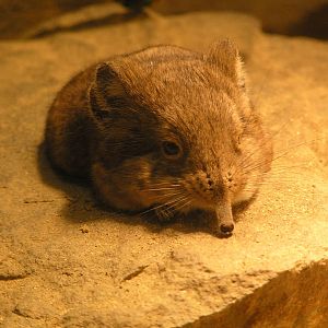 Short eared elephant shrew - Wuppertal 06