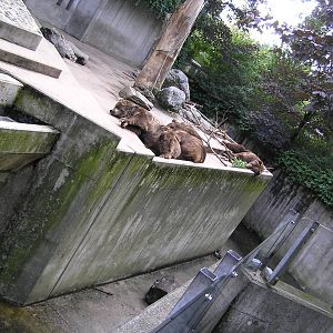 Brown bears - Duisburg 06