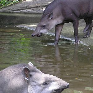 Brazillian tapirs - Duisburg 06