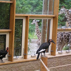 Ground hornbills inside giraffe house - Duisburg 06