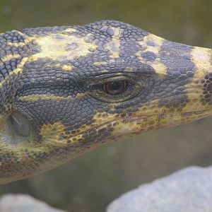 Cuming's water monitor (Varanus salvator cumingi).  Frankfurt 06