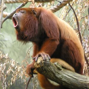 Red howler monkey - Frankfurt zoo 06