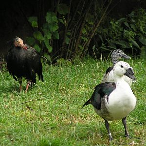 Comb duck and waldrapp ibis - Heidelberg 06