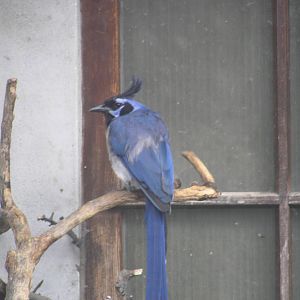 Black-throated Magpie-jay (Calocitta colliei). Heidelberg 06