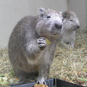 Hutia - Stuttgart 06