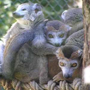 Crowned lemurs - Mulhouse 06