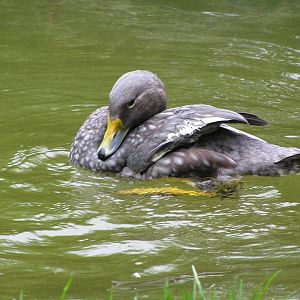 Magellanis steamer duck - Zurich 06