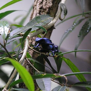 Dart frog - Zurich 06