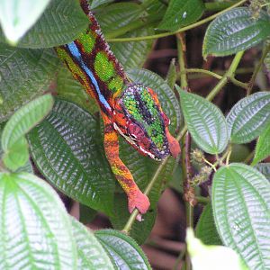 Chameleon spp. - Zurich 06