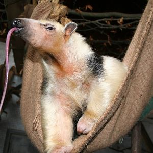 Tamandua - London 06