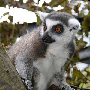 Ring-tailed lemur - London 07