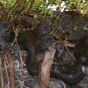 Aloatran gentle lemur family - London 07