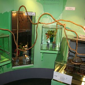 Leaf cutter ants - London 07