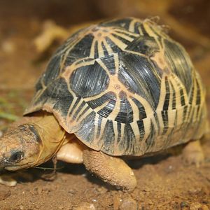 Baby radiated tortoise - London 06