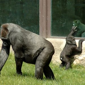 Gorilla gorilla gorilla & Cercopithecus nictitans nictitans