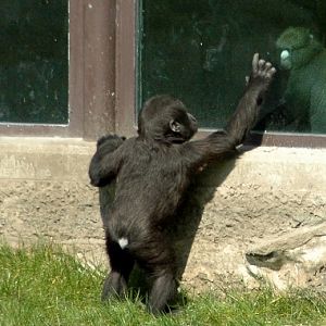 Gorilla gorilla gorilla & Cercopithecus nictitans nictitans