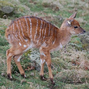 Nyala calf